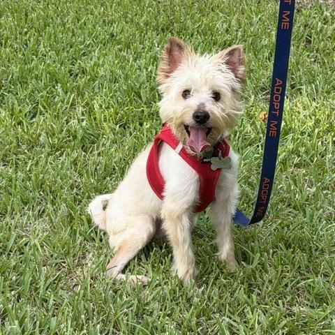 Enlarge Erling, a Adoptable mixed breed in Spring, TX image 2/3