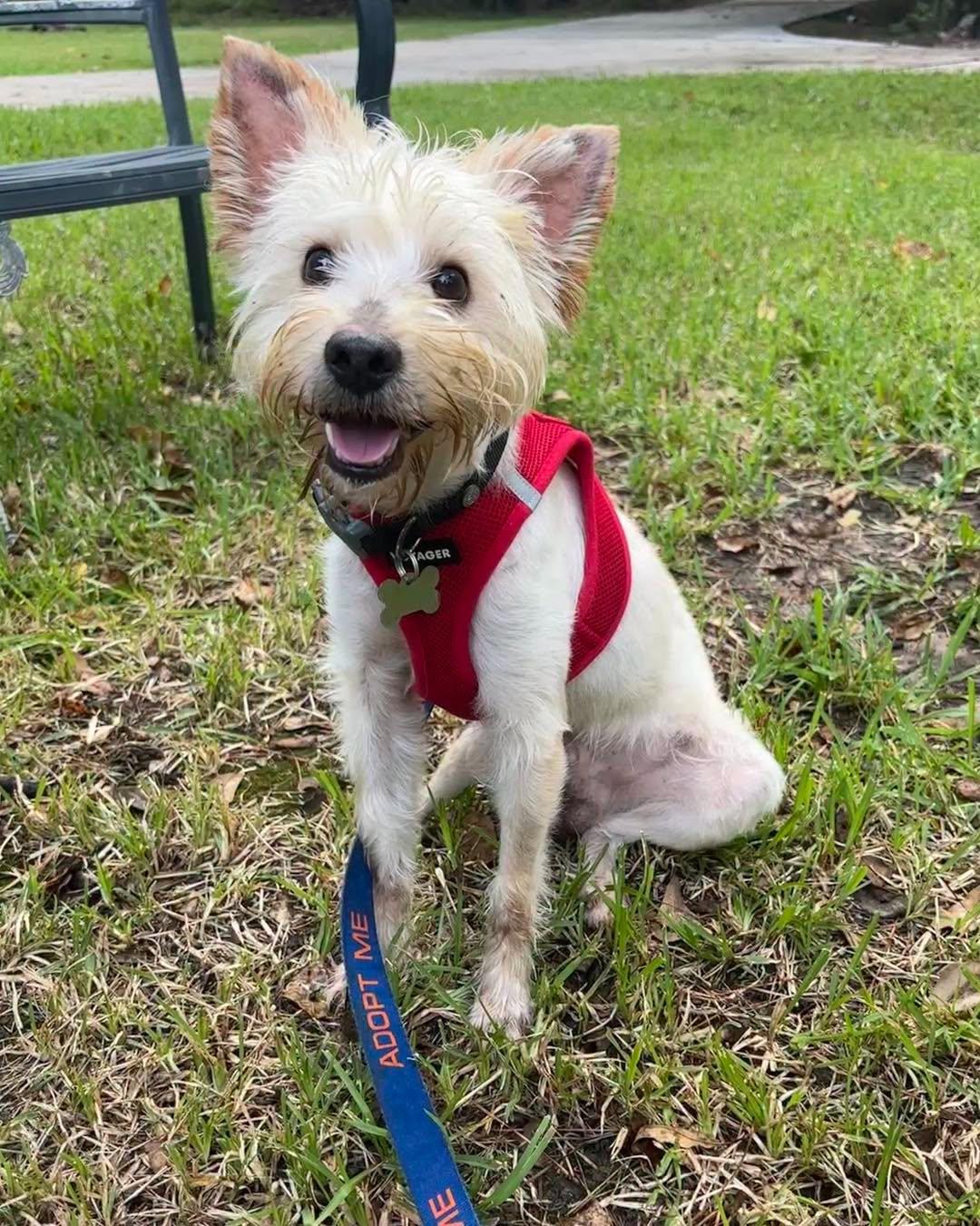 Enlarge Erling, a Adoptable mixed breed in Spring, TX image 1/3