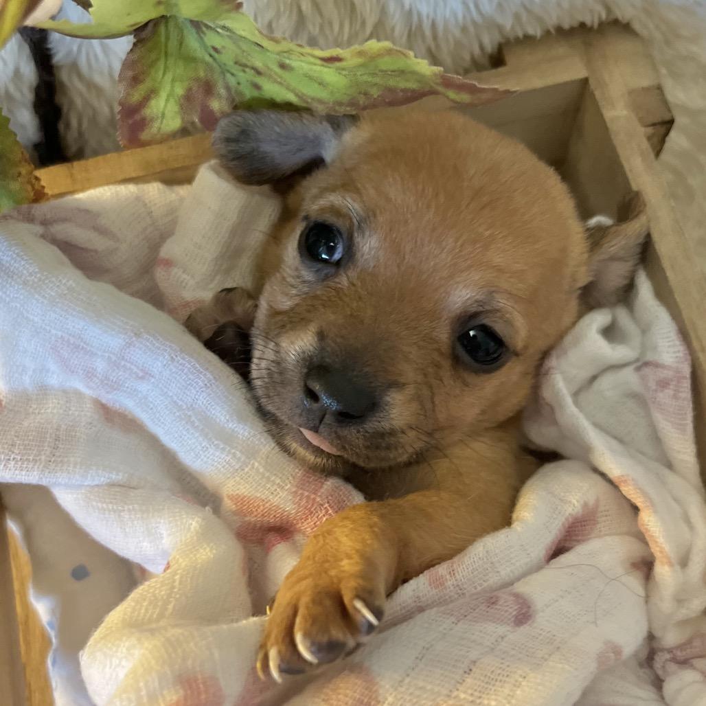 Sage, Adoptable, Puppy Female Terrier & Mixed Breed.