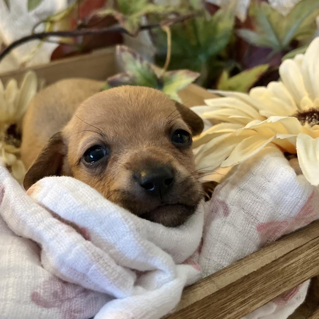 Enlarge Sage, a Adoptable mixed breed in Sacramento, CA image 2/6