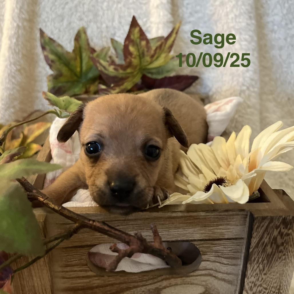 Enlarge Sage, a Adoptable mixed breed in Sacramento, CA image 3/6