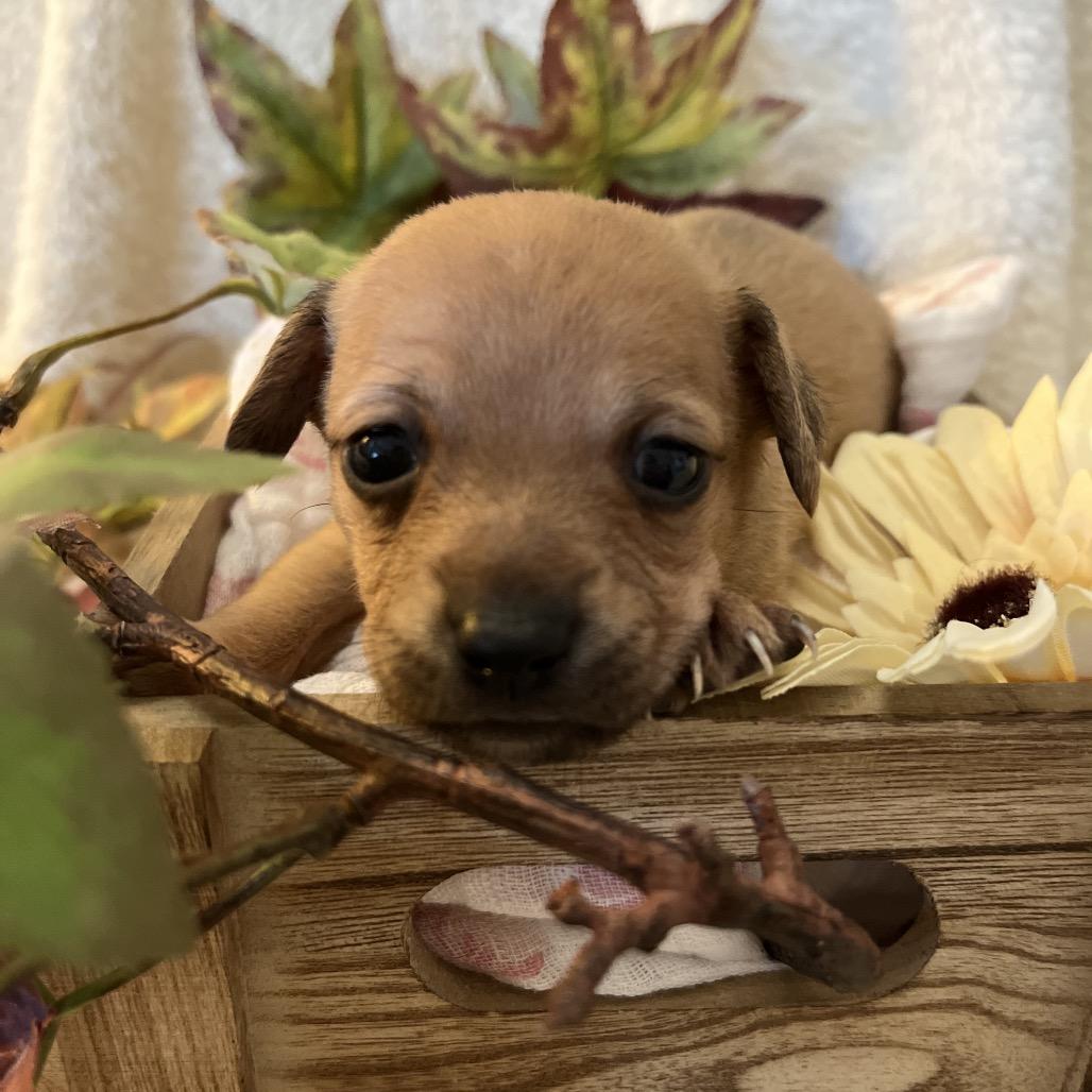 Enlarge Sage, a Adoptable mixed breed in Sacramento, CA image 4/6