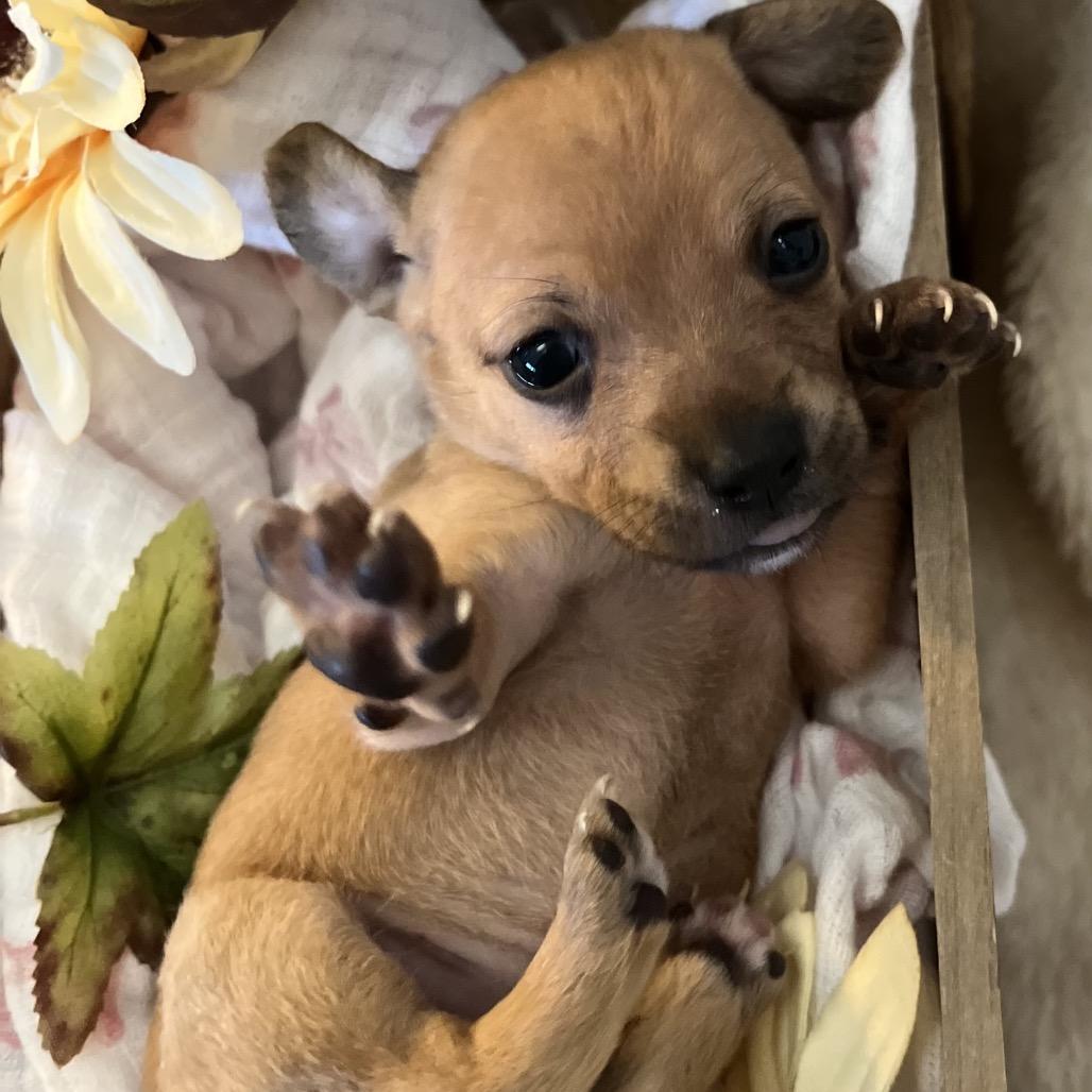 Enlarge Sage, a Adoptable mixed breed in Sacramento, CA image 5/6