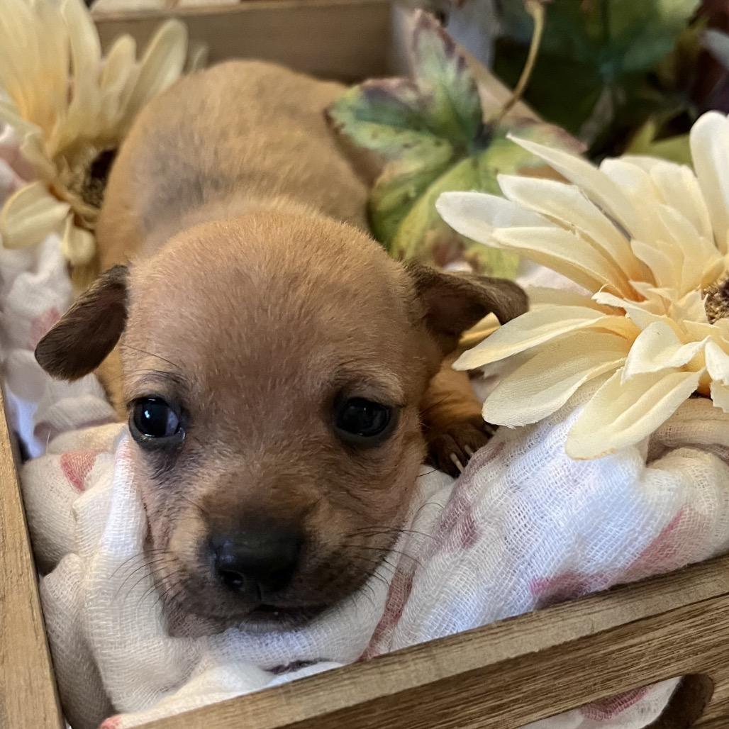 Enlarge Sage, a Adoptable mixed breed in Sacramento, CA image 6/6