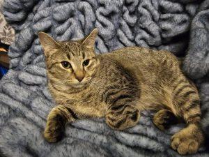 Kittens in Anchorage, an adopted Domestic Short Hair in Anchorage, AK image 2/2
