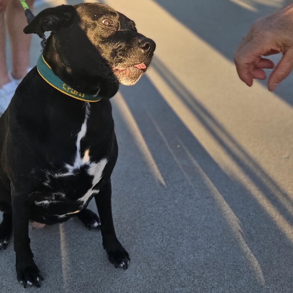 Enlarge Rosemary, a Adoptable mixed breed in Farmersville, OH image 1/6