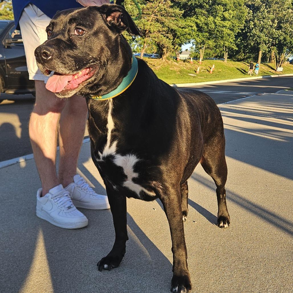 Enlarge Rosemary, a Adoptable mixed breed in Farmersville, OH image 2/6