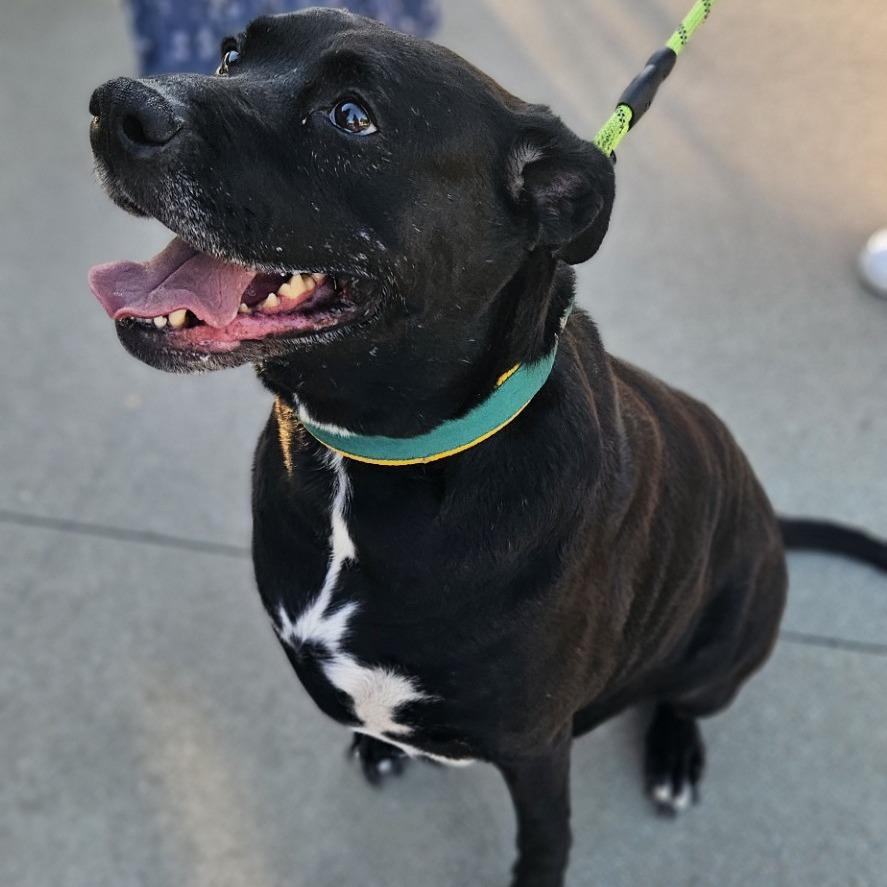 Enlarge Rosemary, a Adoptable mixed breed in Farmersville, OH image 3/6