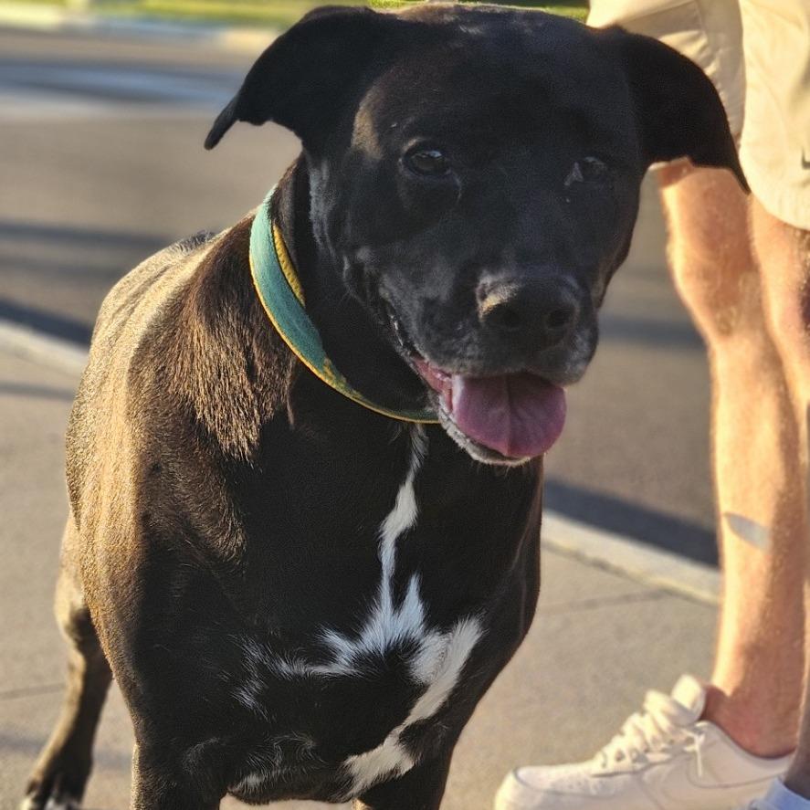Rosemary, a Adoptable mixed breed in Farmersville, OH image 4/6