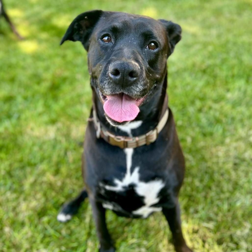 Rosemary thumbnail 3