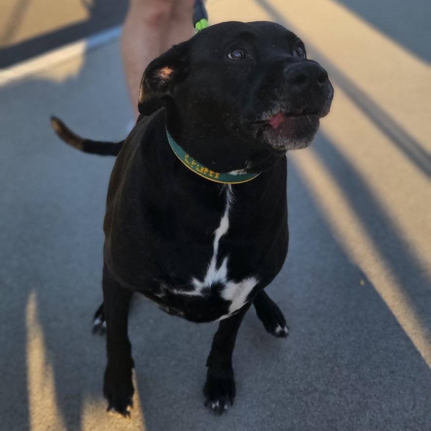 Rosemary, a Adoptable mixed breed in Farmersville, OH image 6/6