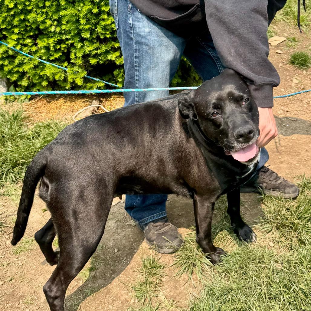 Rosemary thumbnail 4