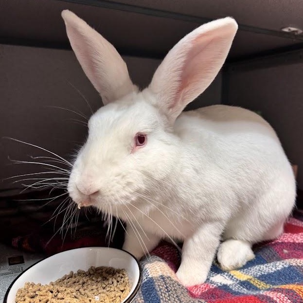 Phillip, Adoptable, Adult Male Dutch.