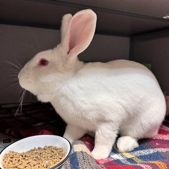 Enlarge Phillip, a Adoptable Dutch in Waterloo, IA image 2/2