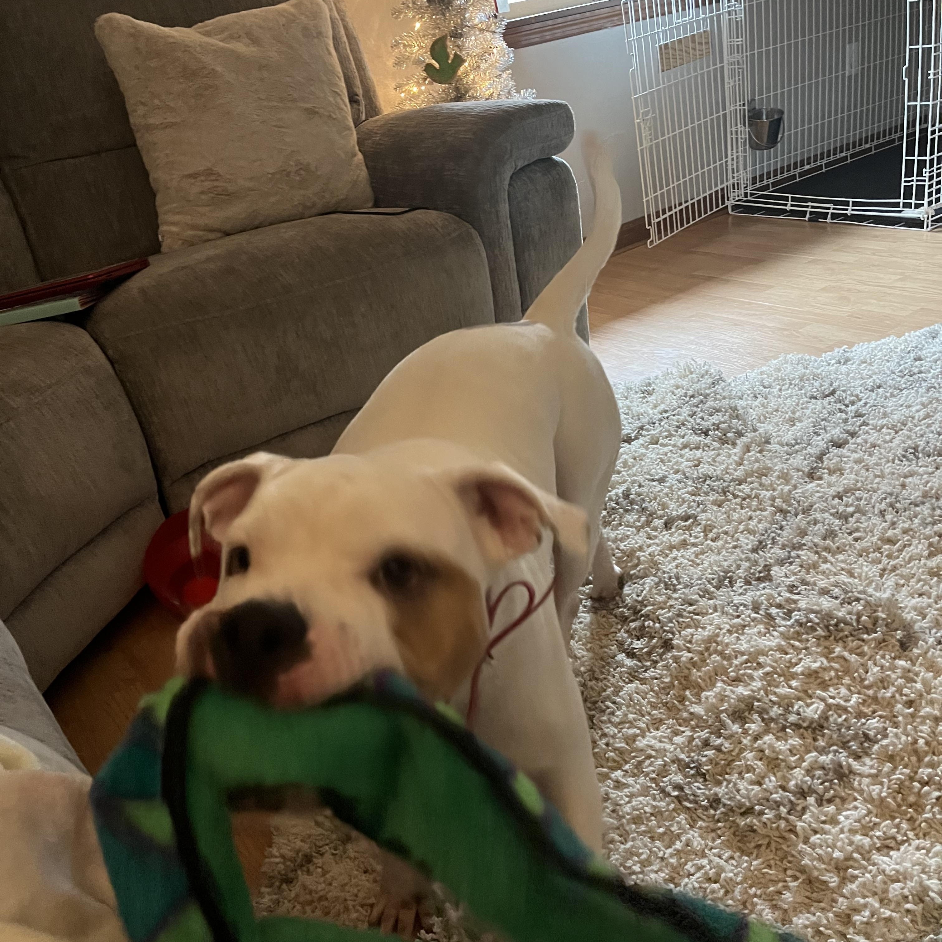 Bisquick, Adoptable, Young Male American Bully.