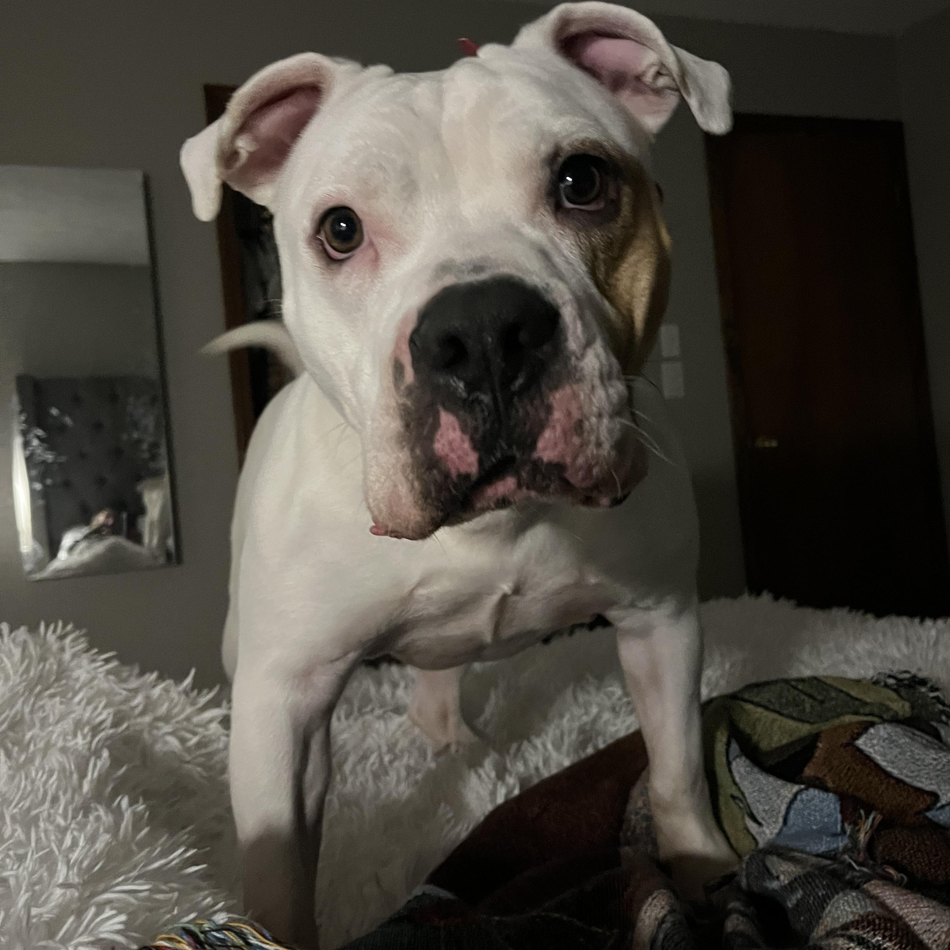 Enlarge Bisquick, a Adoptable American Bully in Sykesville, MD image 2/5