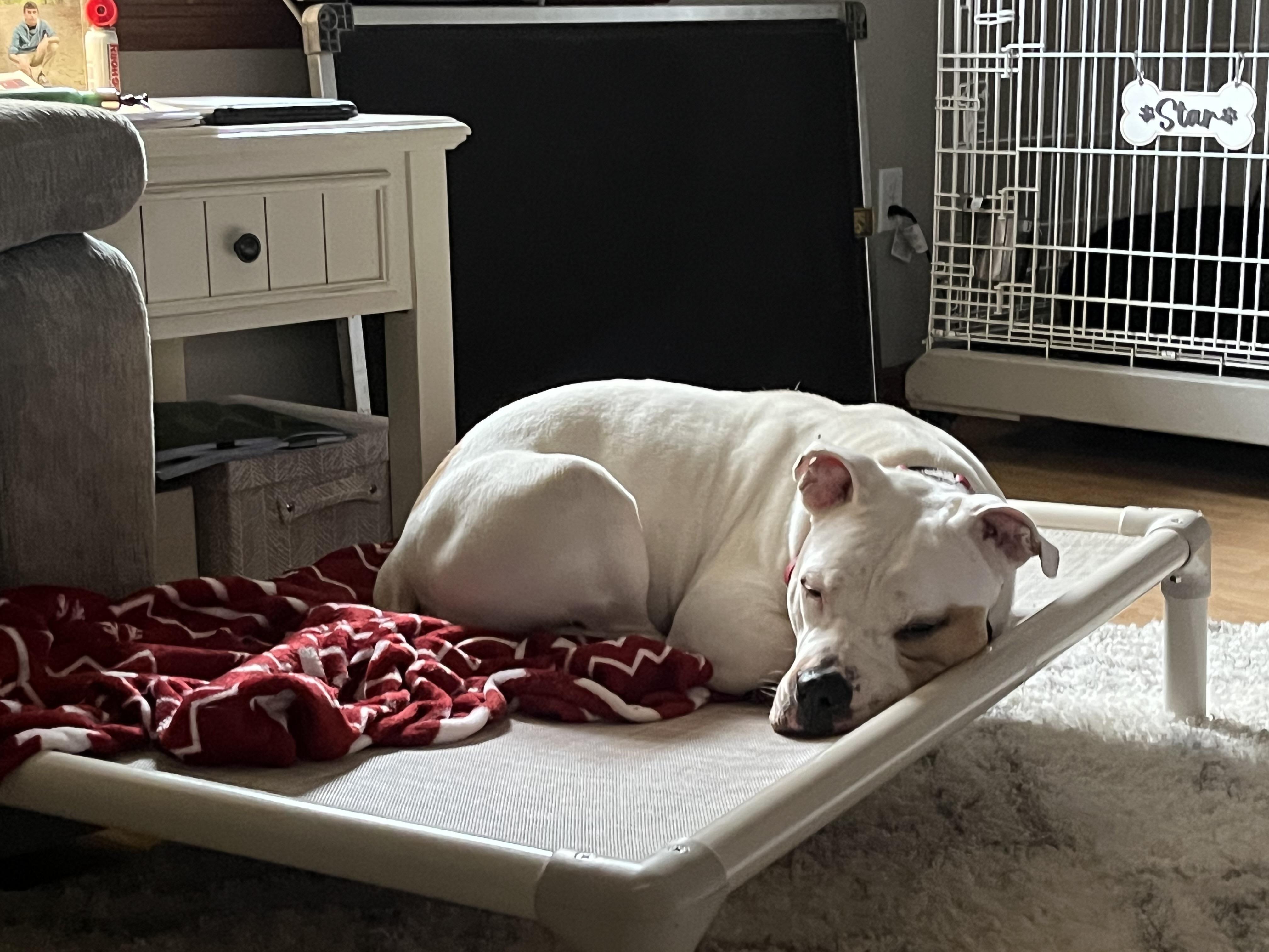 Enlarge Bisquick, a Adoptable American Bully in Sykesville, MD image 3/5