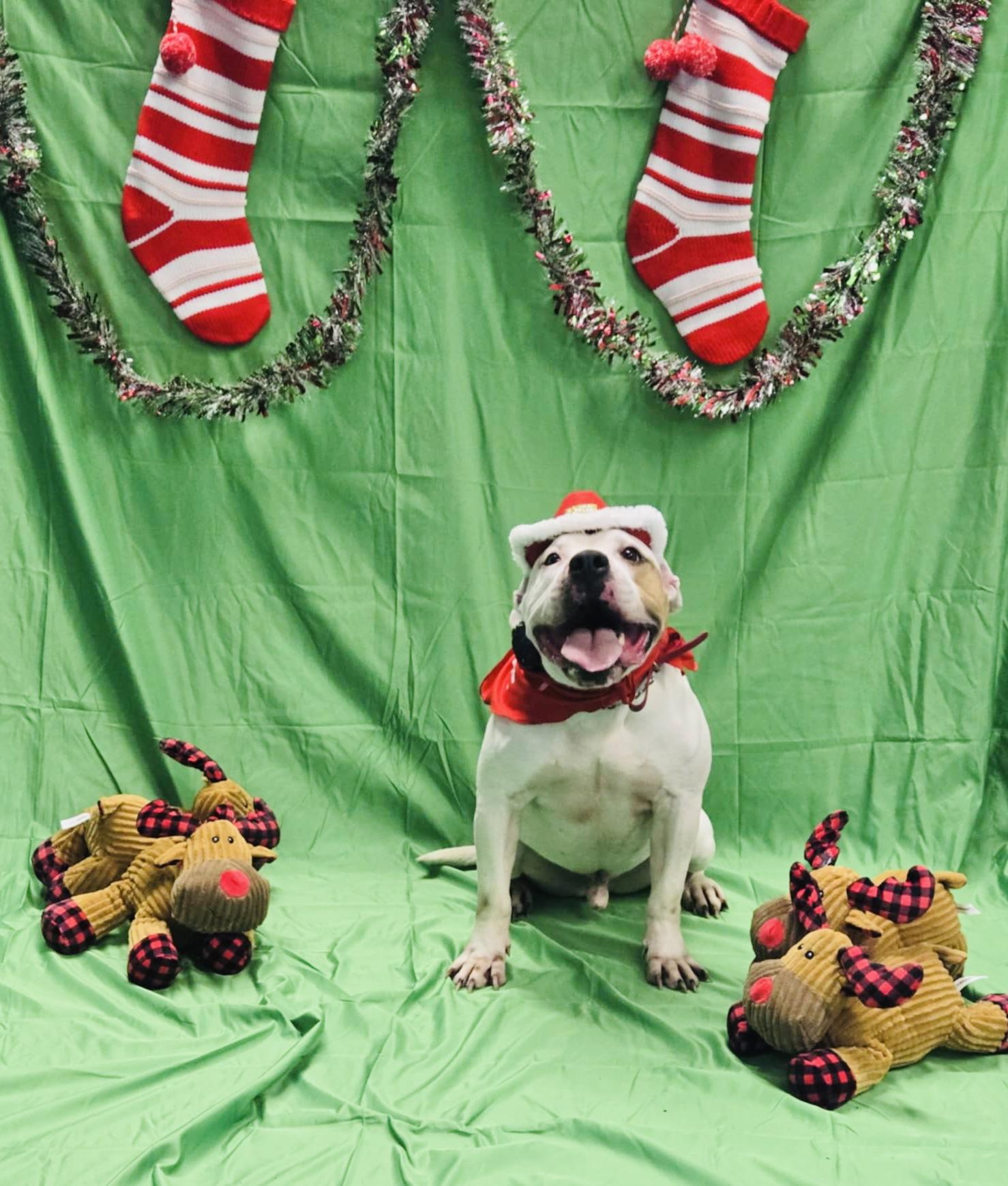 Enlarge Bisquick, a Adoptable American Bully in Sykesville, MD image 4/5