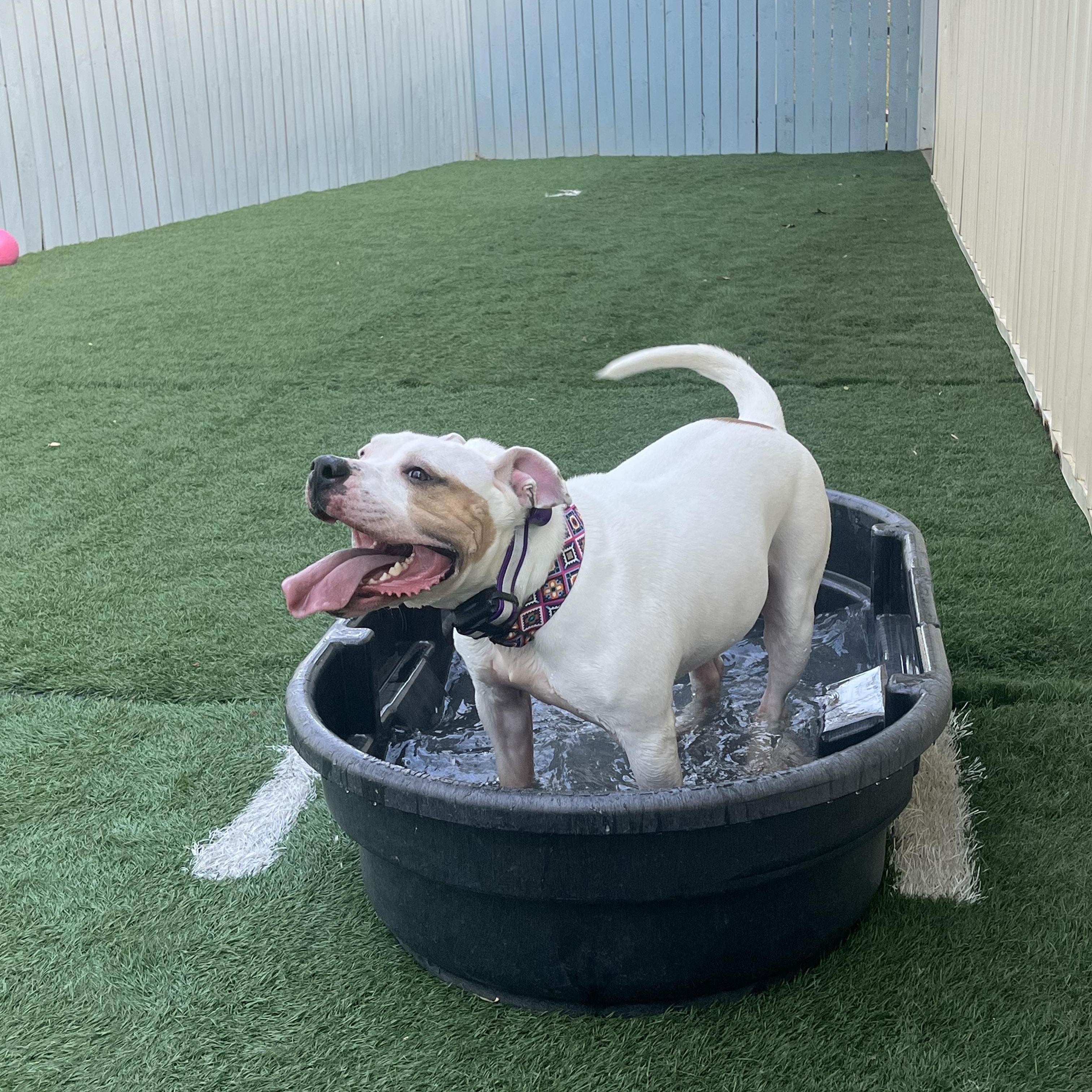 Enlarge Bisquick, a Adoptable American Bully in Sykesville, MD image 5/5