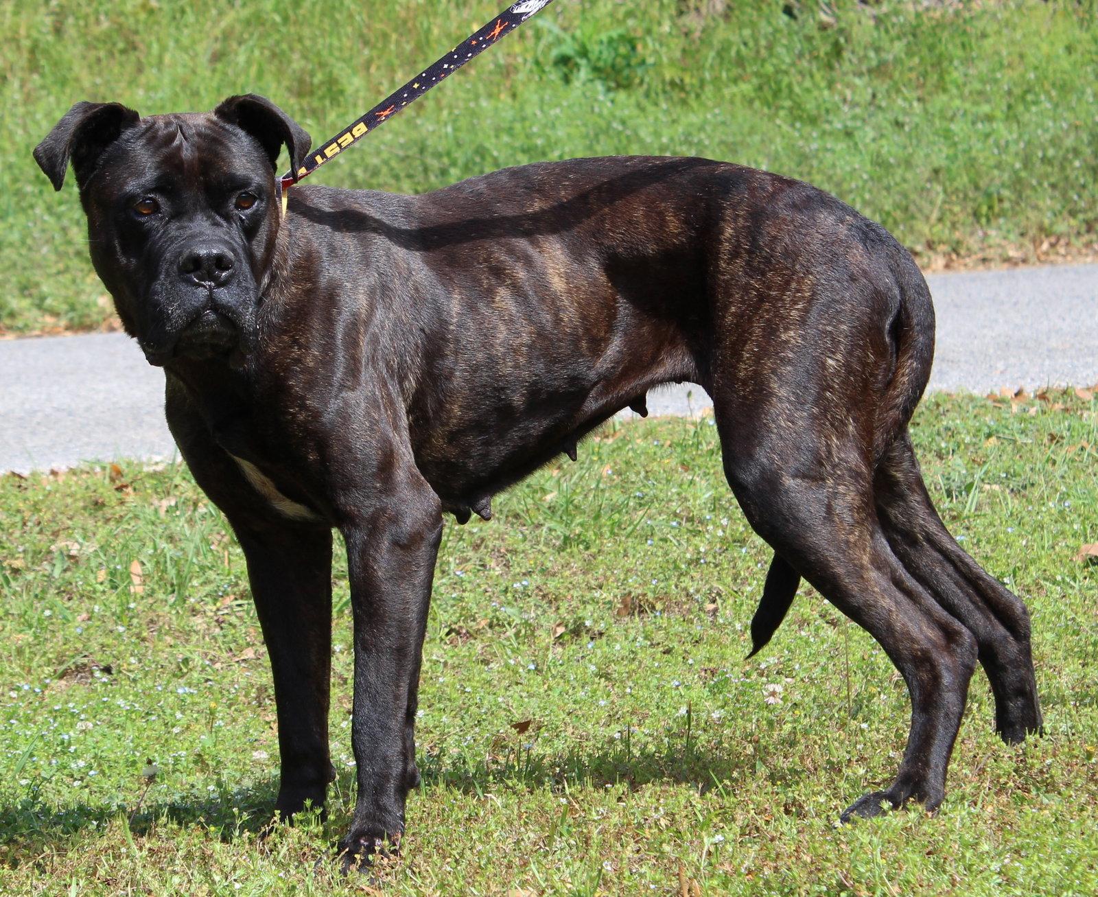 Enlarge Lacy 43344, a Adoptable mixed breed in Prattville, AL image 2/3