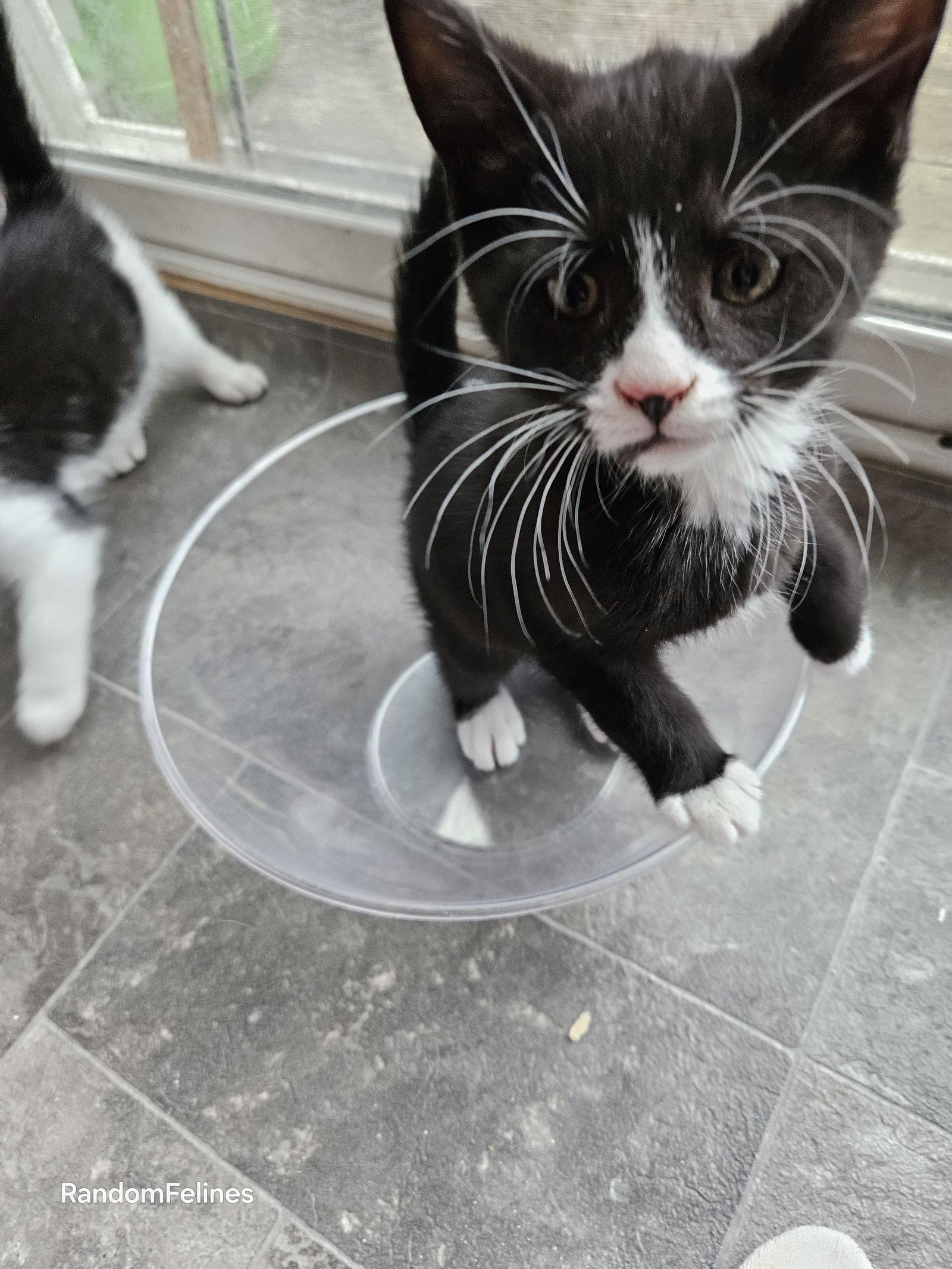 Enlarge Caesar, a Adopted Domestic Short Hair in Canal Winchester, OH image 1/3