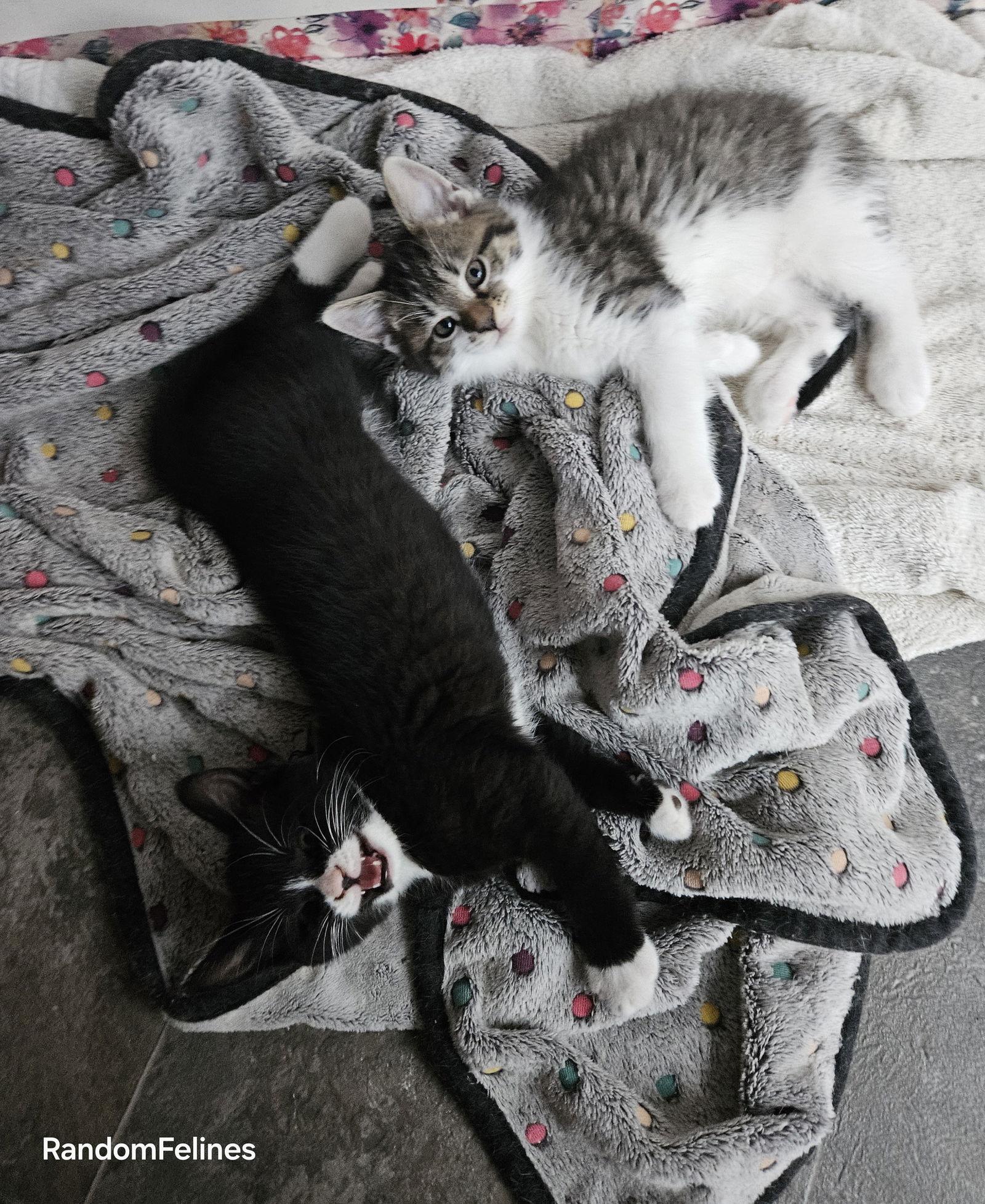 Enlarge Caesar, a Adopted Domestic Short Hair in Canal Winchester, OH image 2/3