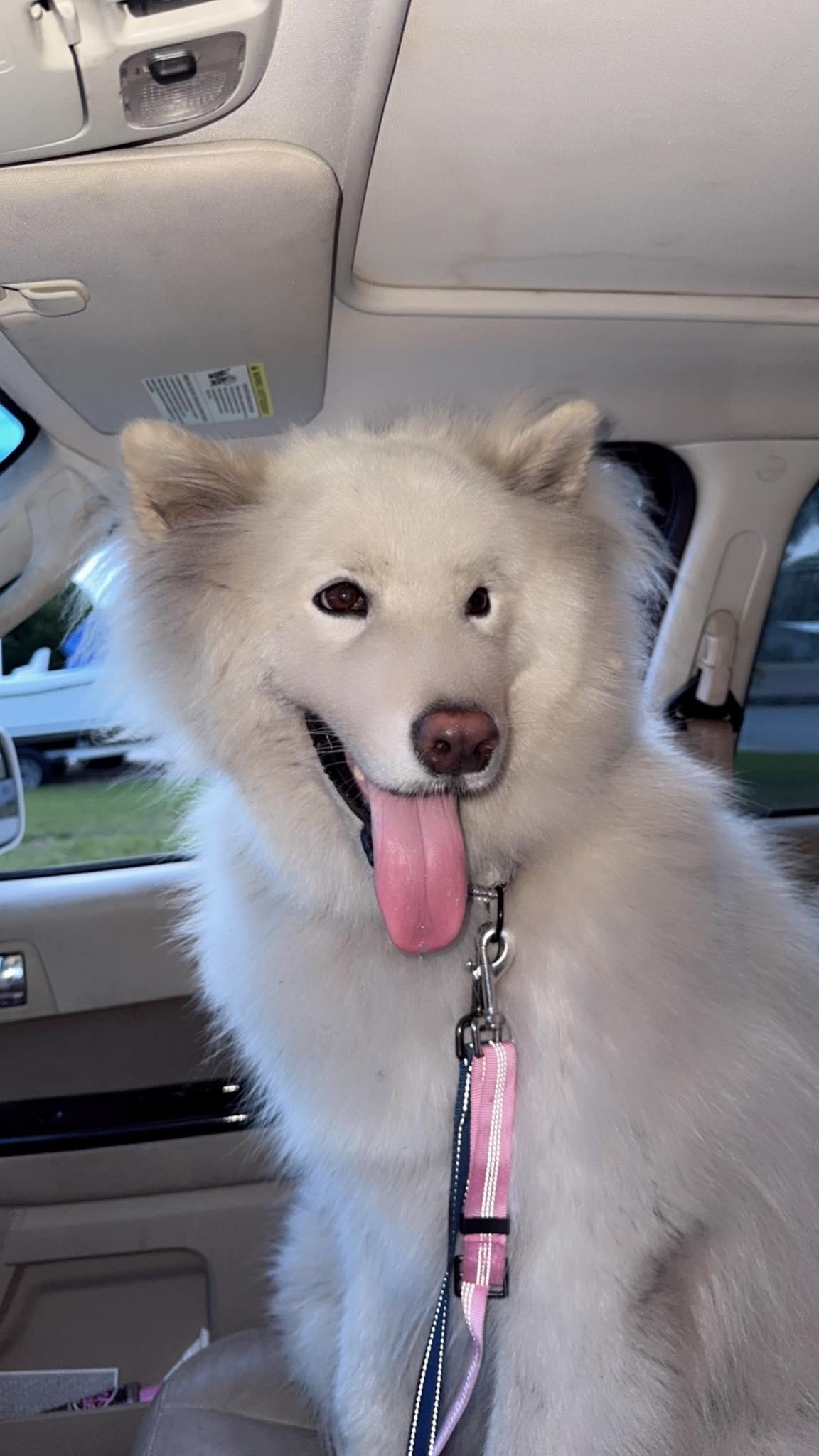 Azlin, adopted, Young Male Alaskan Malamute.