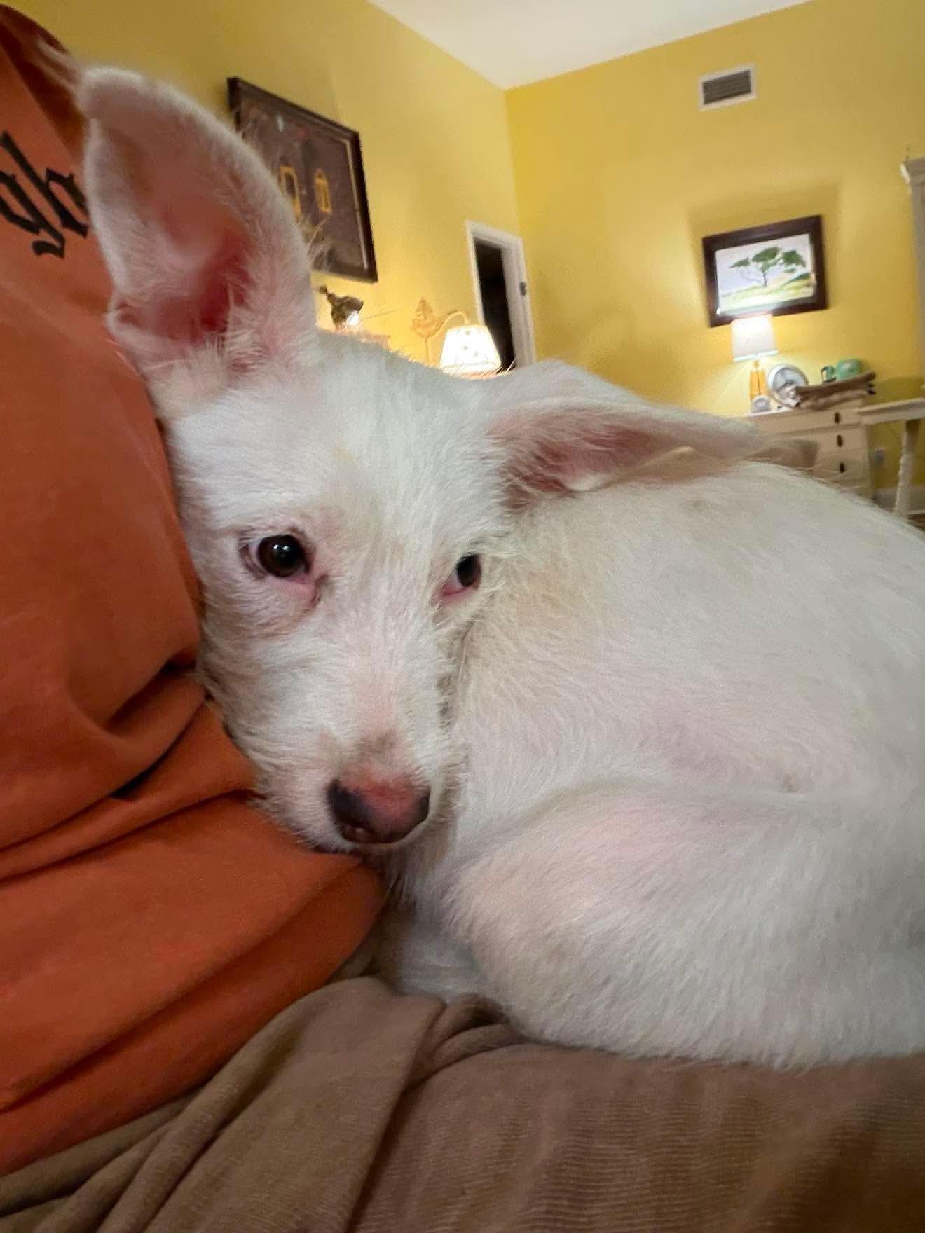 Theo, an adopted mixed breed in Pittsburgh, PA image 3/6