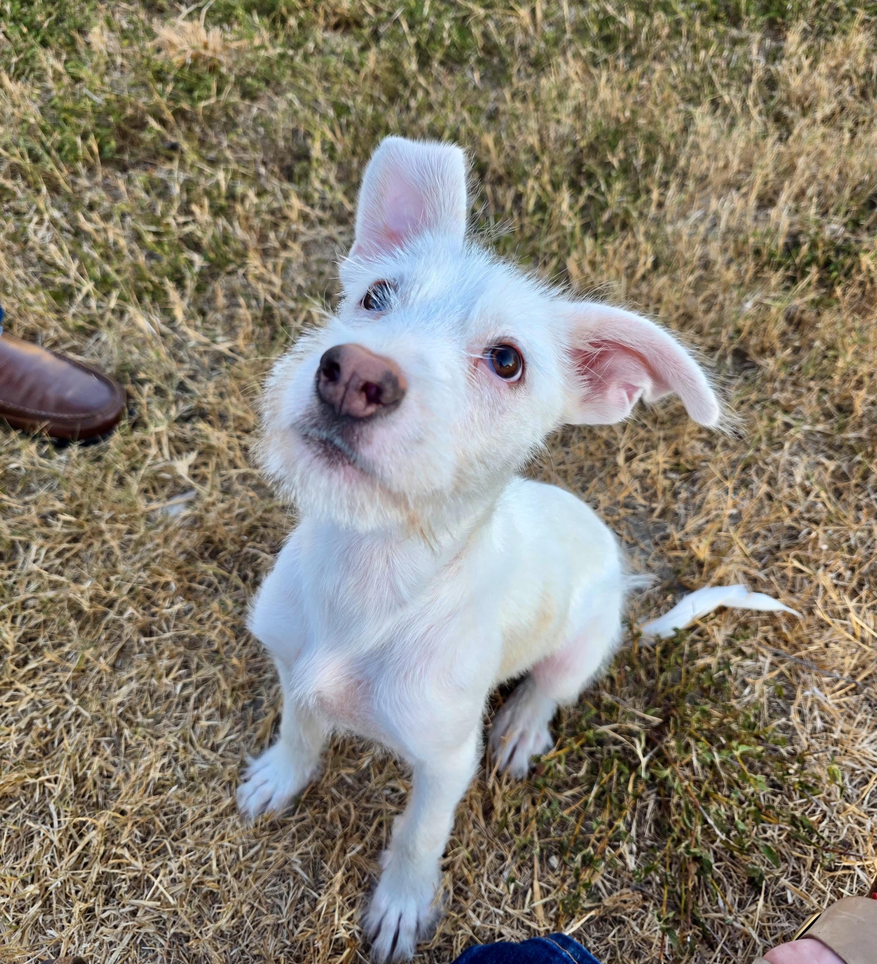 Theo, an adopted mixed breed in Pittsburgh, PA image 6/6