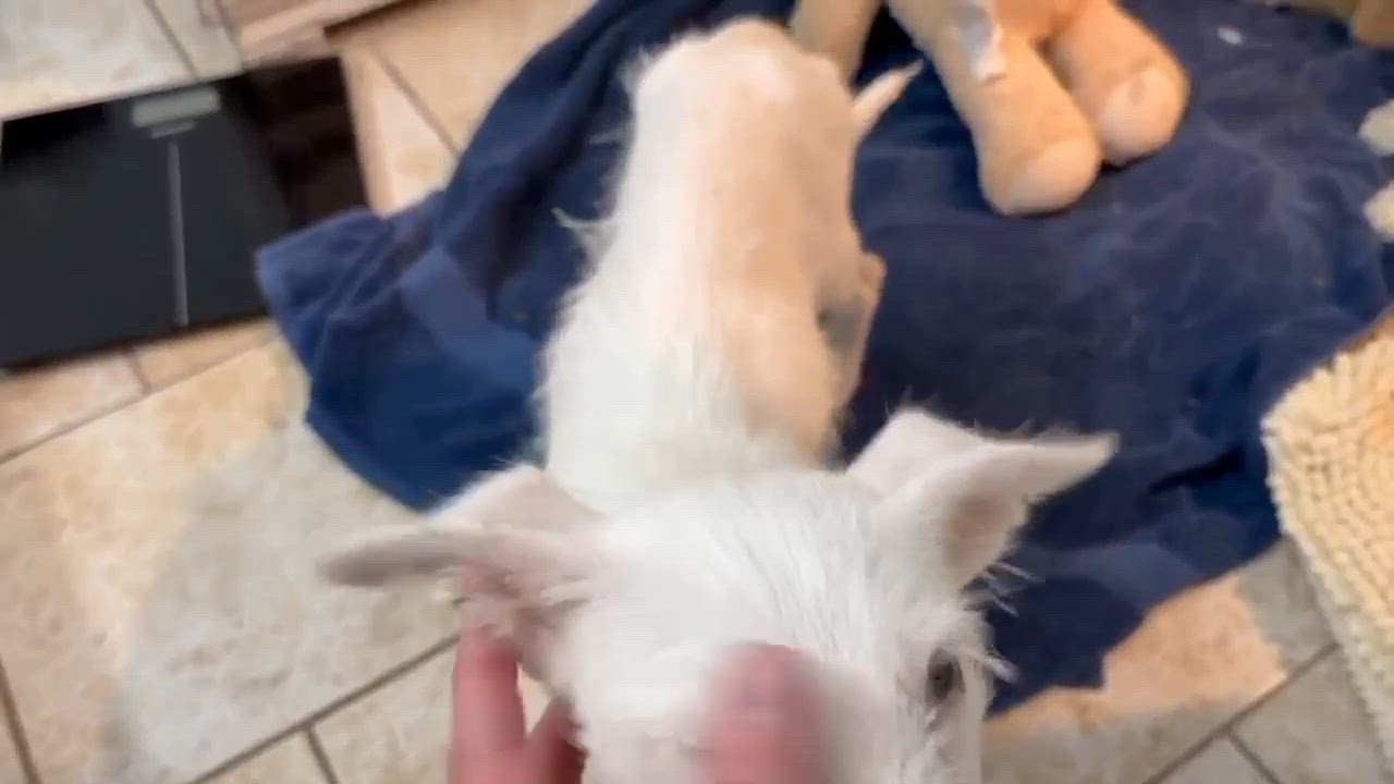 Enlarge Theo, an adopted mixed breed in Pittsburgh, PA video 4/6