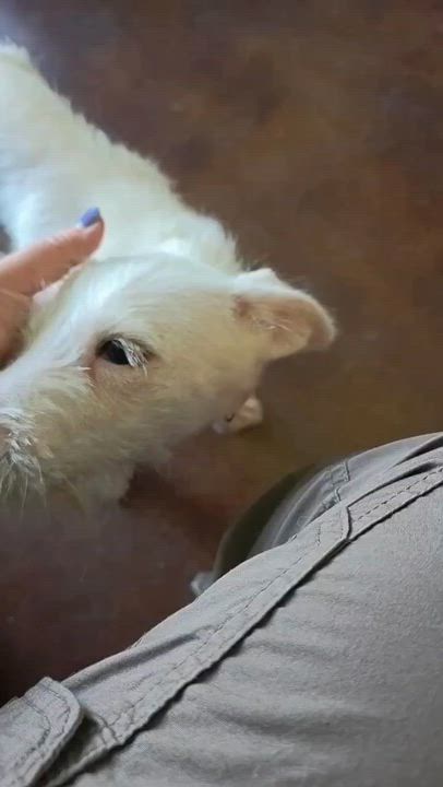 Enlarge Theo, an adopted mixed breed in Pittsburgh, PA video 2/6