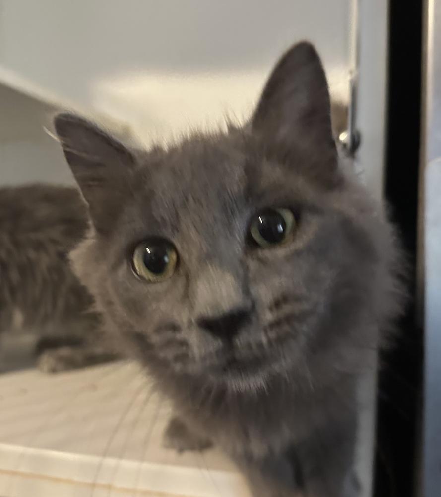 Enlarge Benny, a Adoptable Domestic Medium Hair in Emerald Isle, NC image 1/2