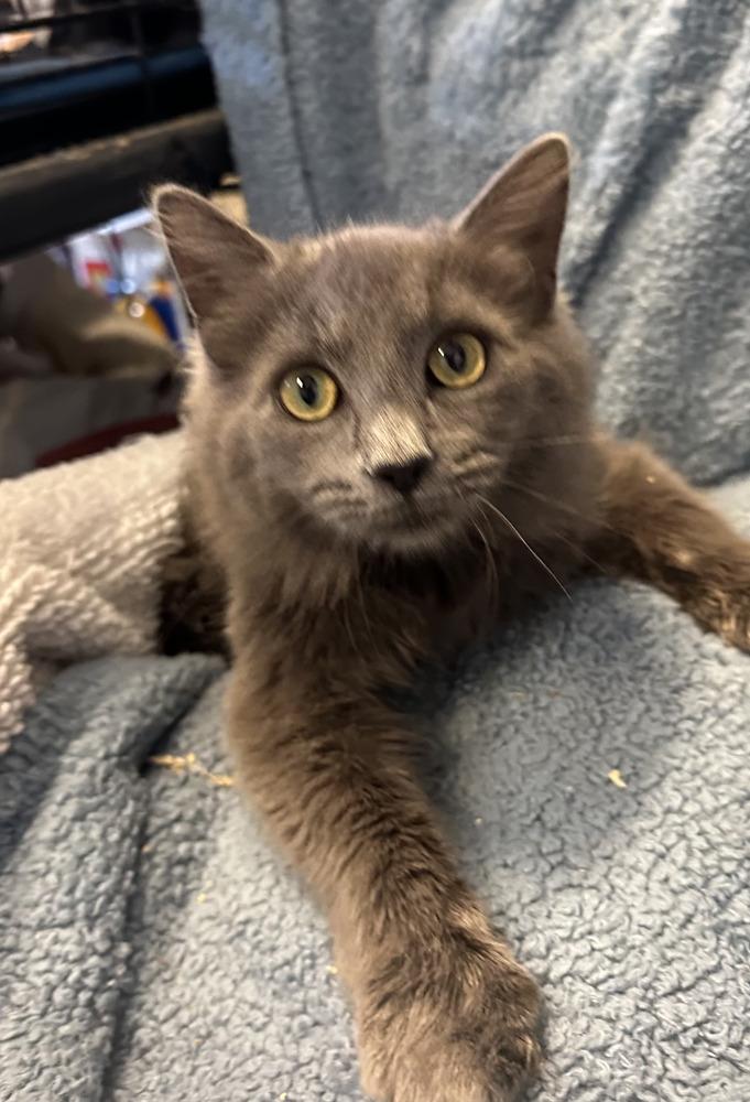 Enlarge Benny, a Adoptable Domestic Medium Hair in Emerald Isle, NC image 2/2