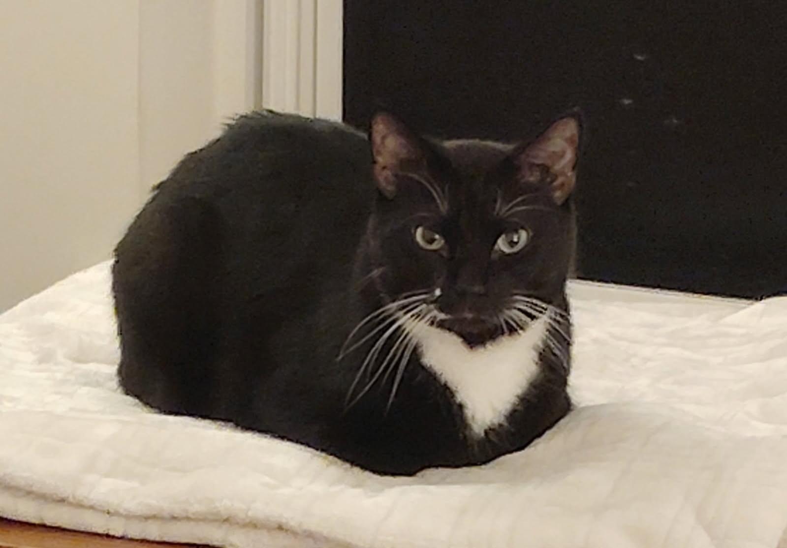 Jake and Fatman (Bonded Pair)