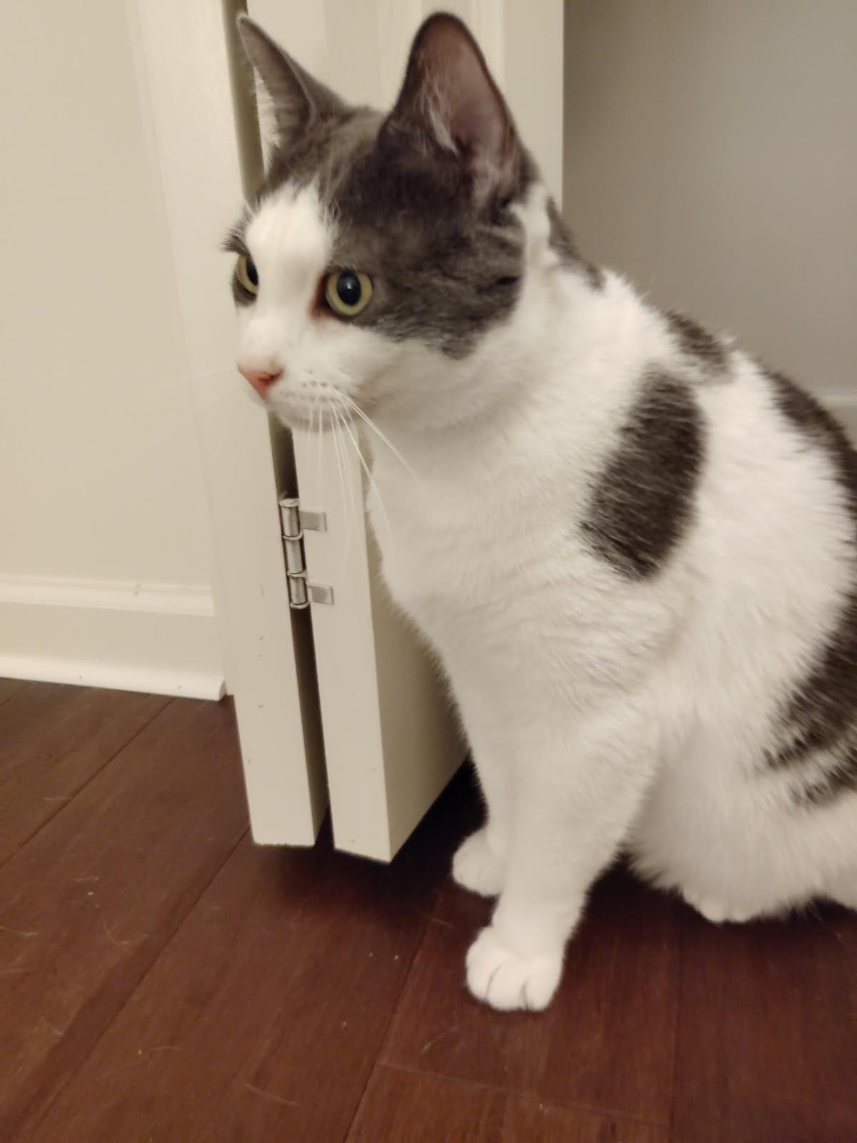 Jake and Fatman (Bonded Pair)