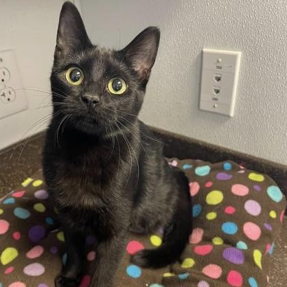 Enlarge Merlin, a Adoptable Domestic Short Hair in Rochester, MN image 2/6