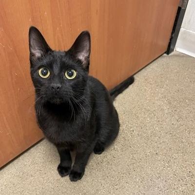 Enlarge Merlin, a Adoptable Domestic Short Hair in Rochester, MN image 2/4