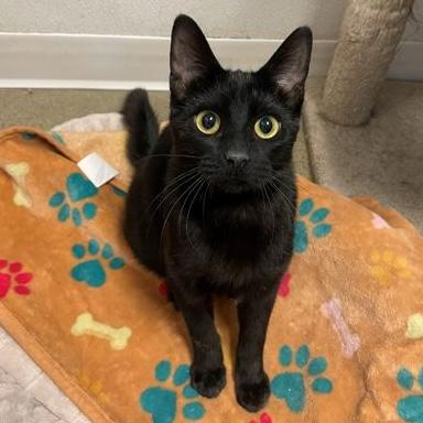 Merlin, Adoptable, Young Male Domestic Short Hair.