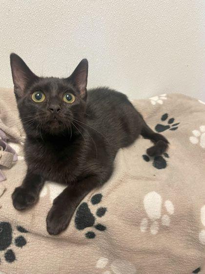 Merlin, Adoptable, Kitten Male Domestic Short Hair.