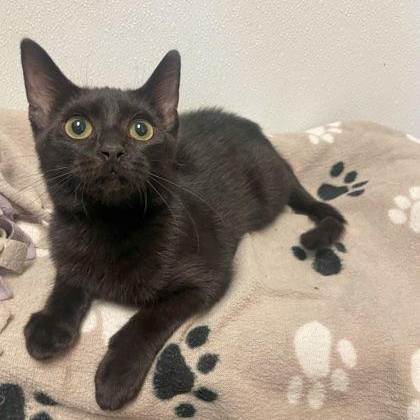 Enlarge Merlin, a Adoptable Domestic Short Hair in Rochester, MN image 4/4