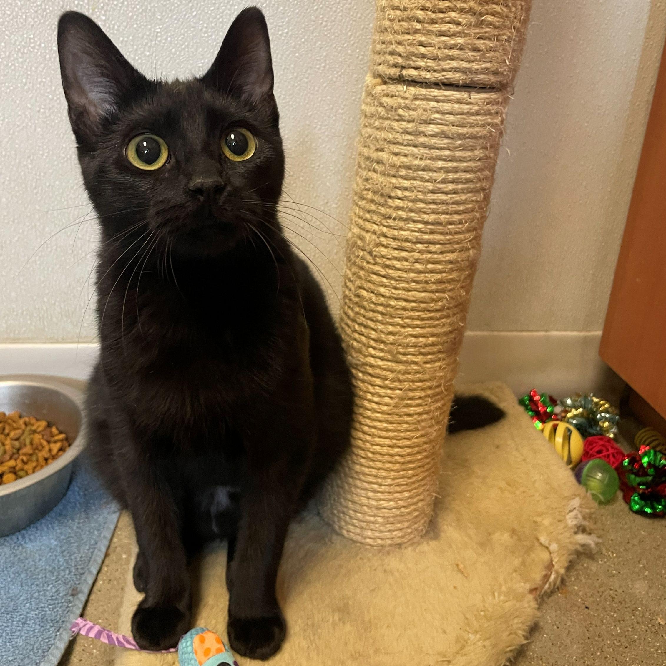 Enlarge Merlin, a Adoptable Domestic Short Hair in Rochester, MN image 5/6