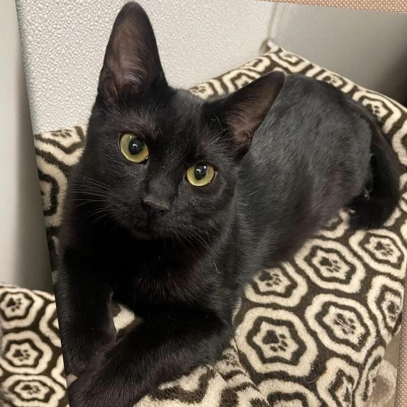 Merlin, Adoptable, Young Male Domestic Short Hair.