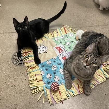 Enlarge Merlin, a Adoptable Domestic Short Hair in Rochester, MN image 3/4