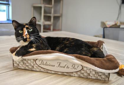 Enlarge Rori, a Adoptable Domestic Short Hair in Ringoes, NJ image 1/3