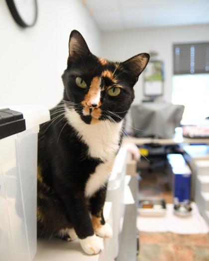 Enlarge Rori, a Adoptable Domestic Short Hair in Ringoes, NJ image 1/3