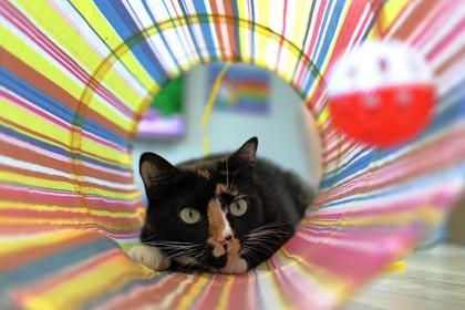 Enlarge Rori, a Adoptable Domestic Short Hair in Ringoes, NJ image 2/3