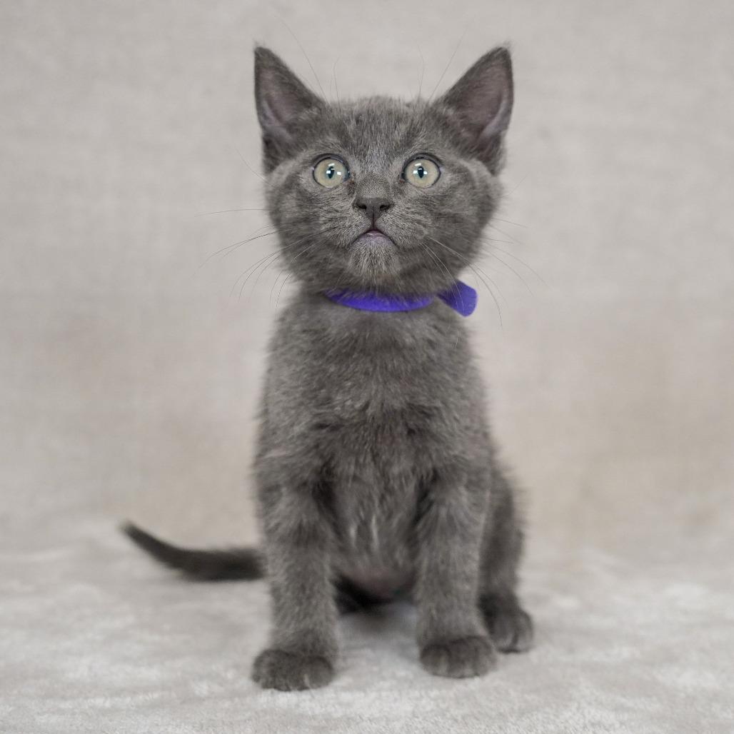 Donatella (Purple Collar), Adoptable, Kitten Female Domestic Short Hair & Russian Blue.