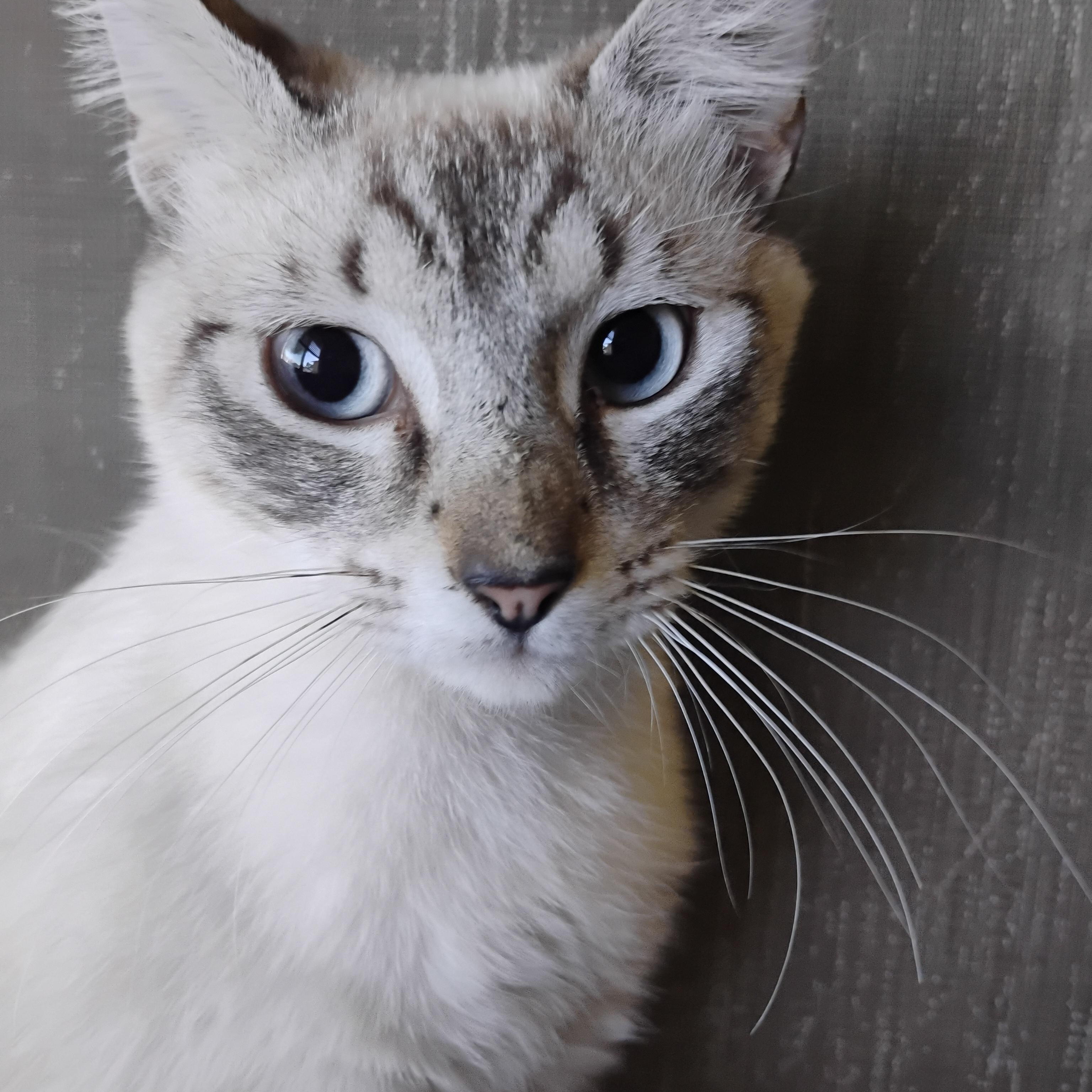 zhivago lilac pt. blu eyes M 7lbs, an adopted Siamese in Phoenix, AZ image 3/3