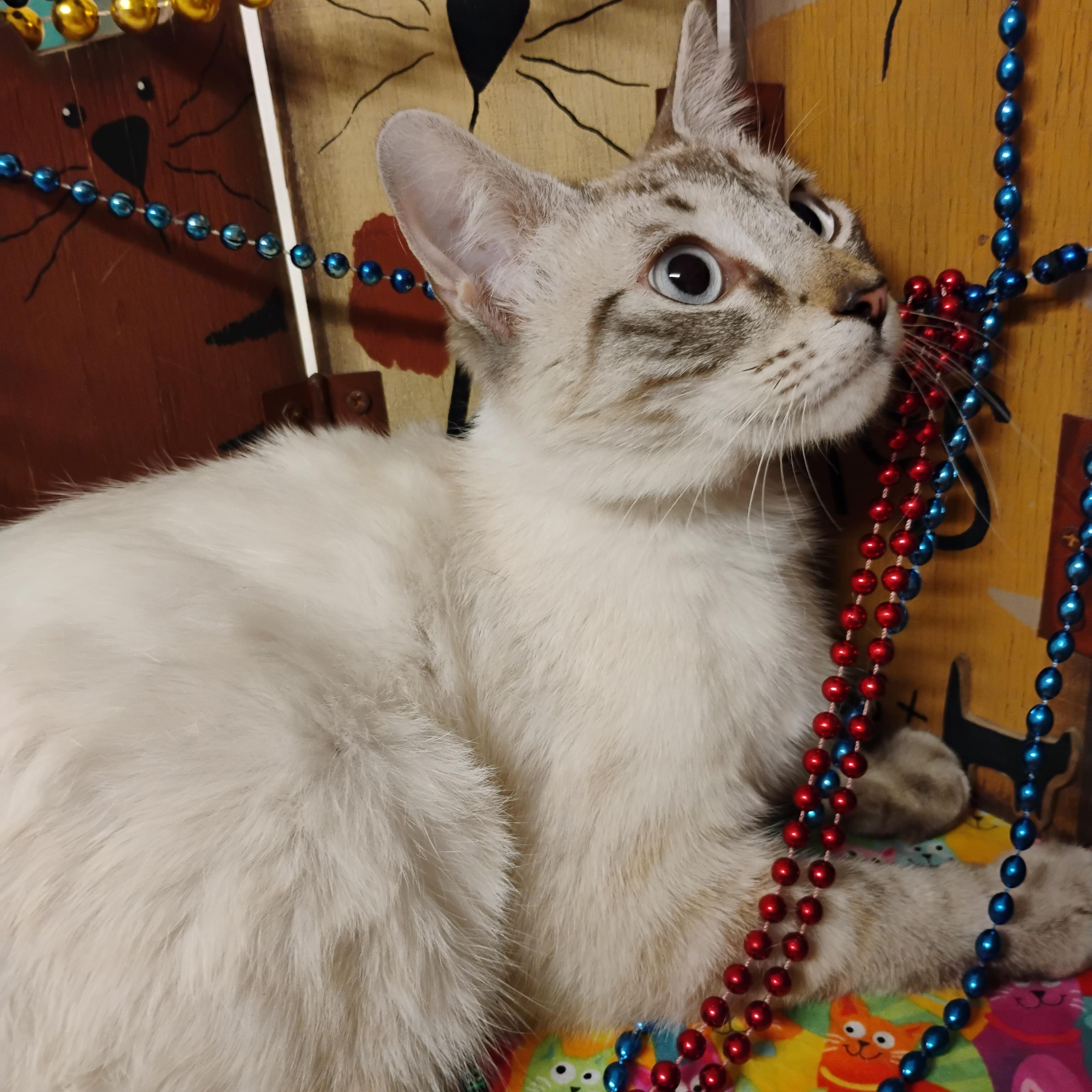 zhivago lilac pt. blu eyes M 7lbs, an adopted Siamese in Phoenix, AZ image 2/3