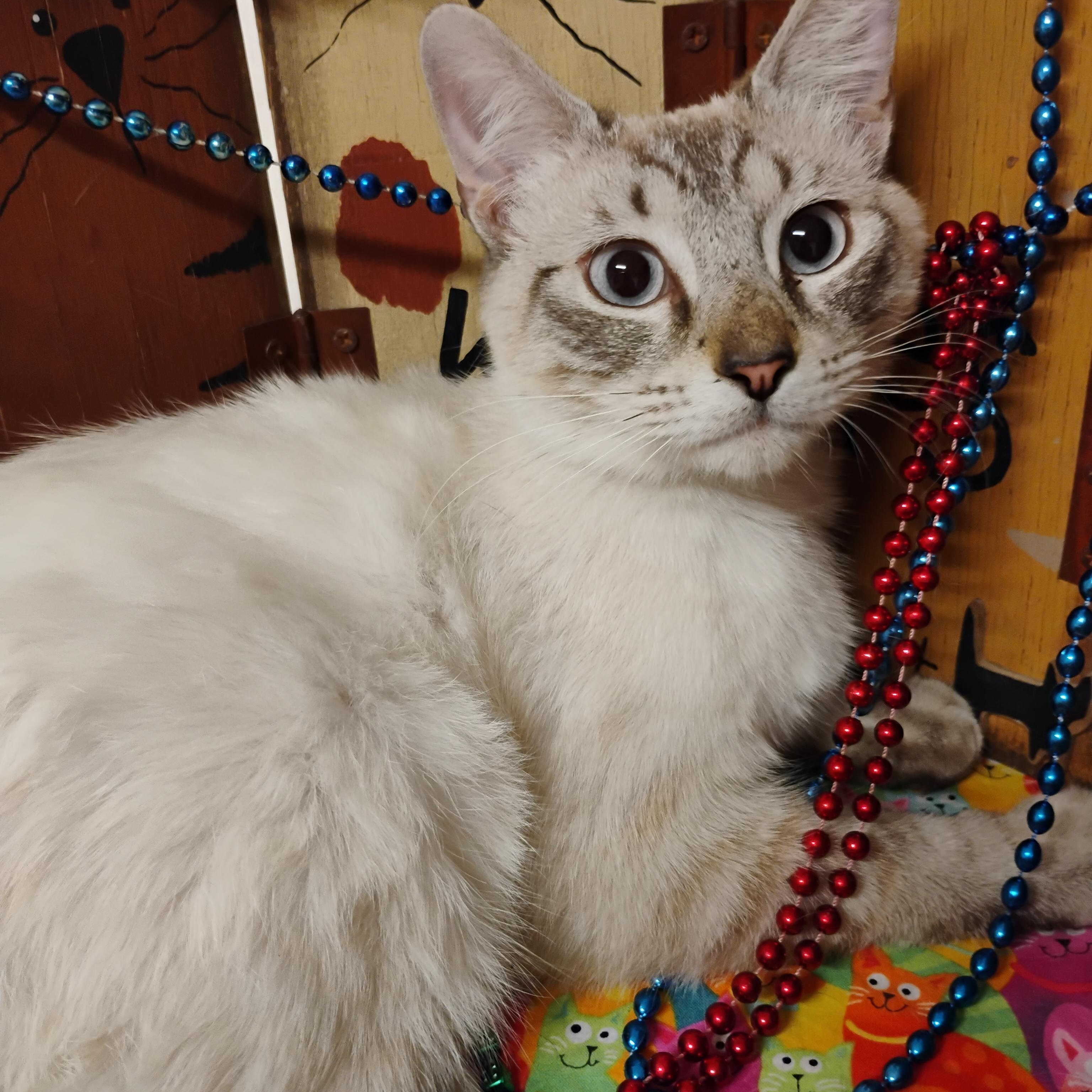 zhivago lilac pt. blu eyes M 7lbs, an adopted Siamese in Phoenix, AZ image 1/3